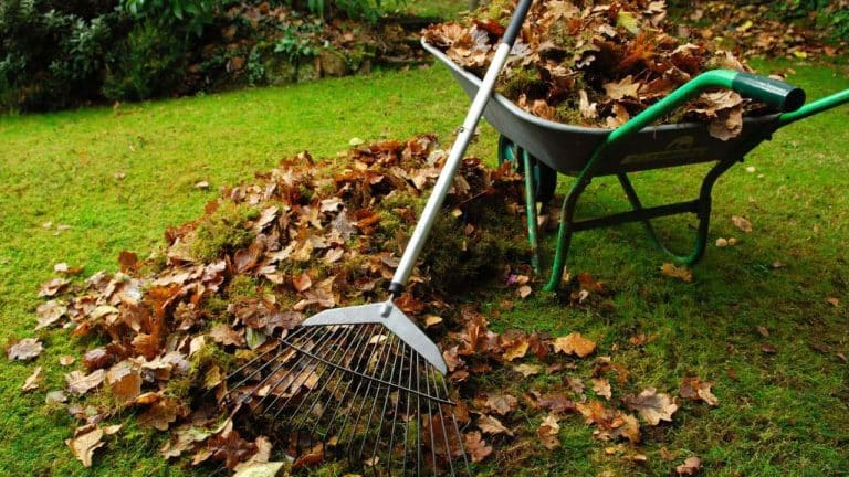 Hark en kruiwagen met afgevallen herfstbladeren op het gras