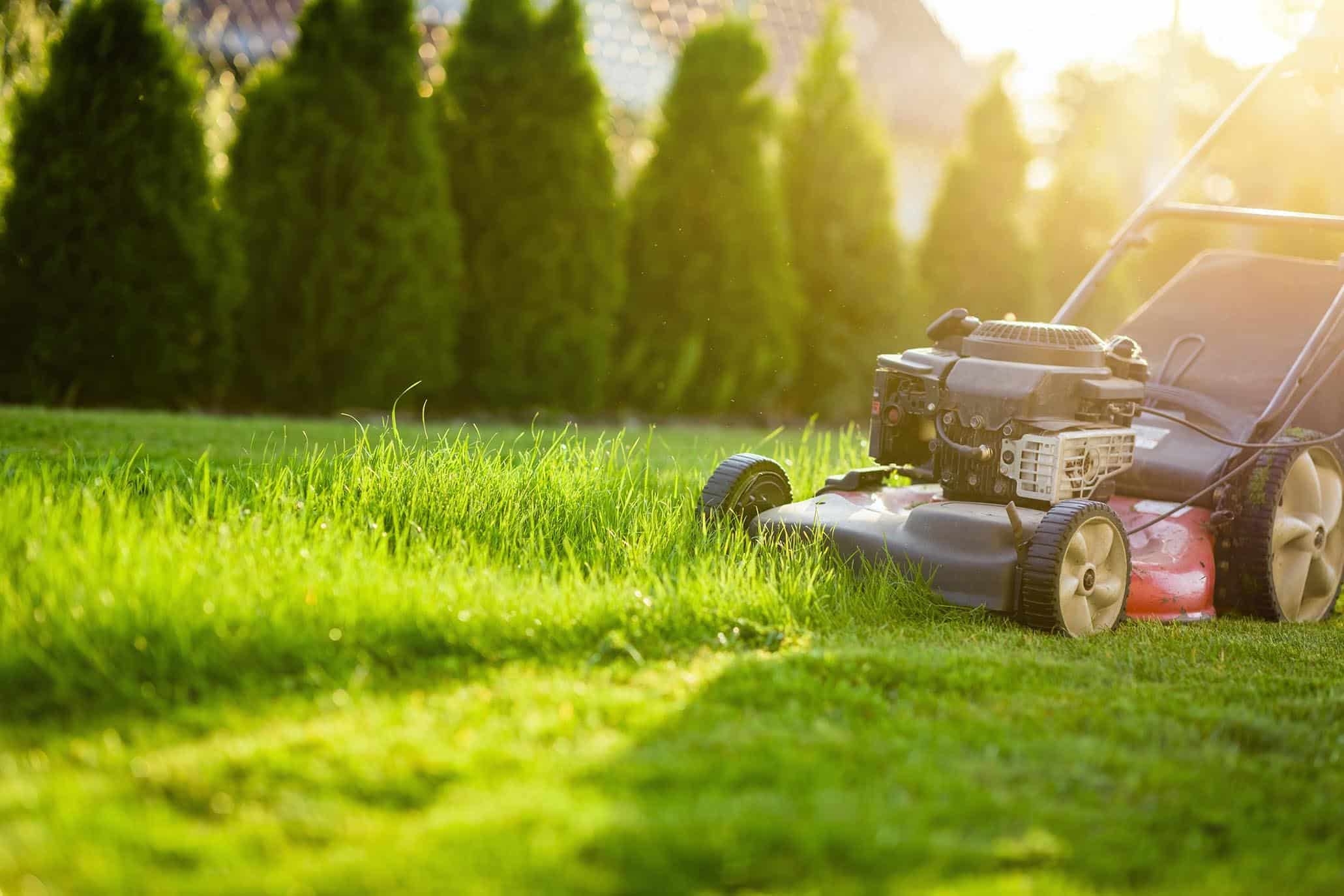 Grasmaaier in het avondlicht op een gazon met coniferen erachter
